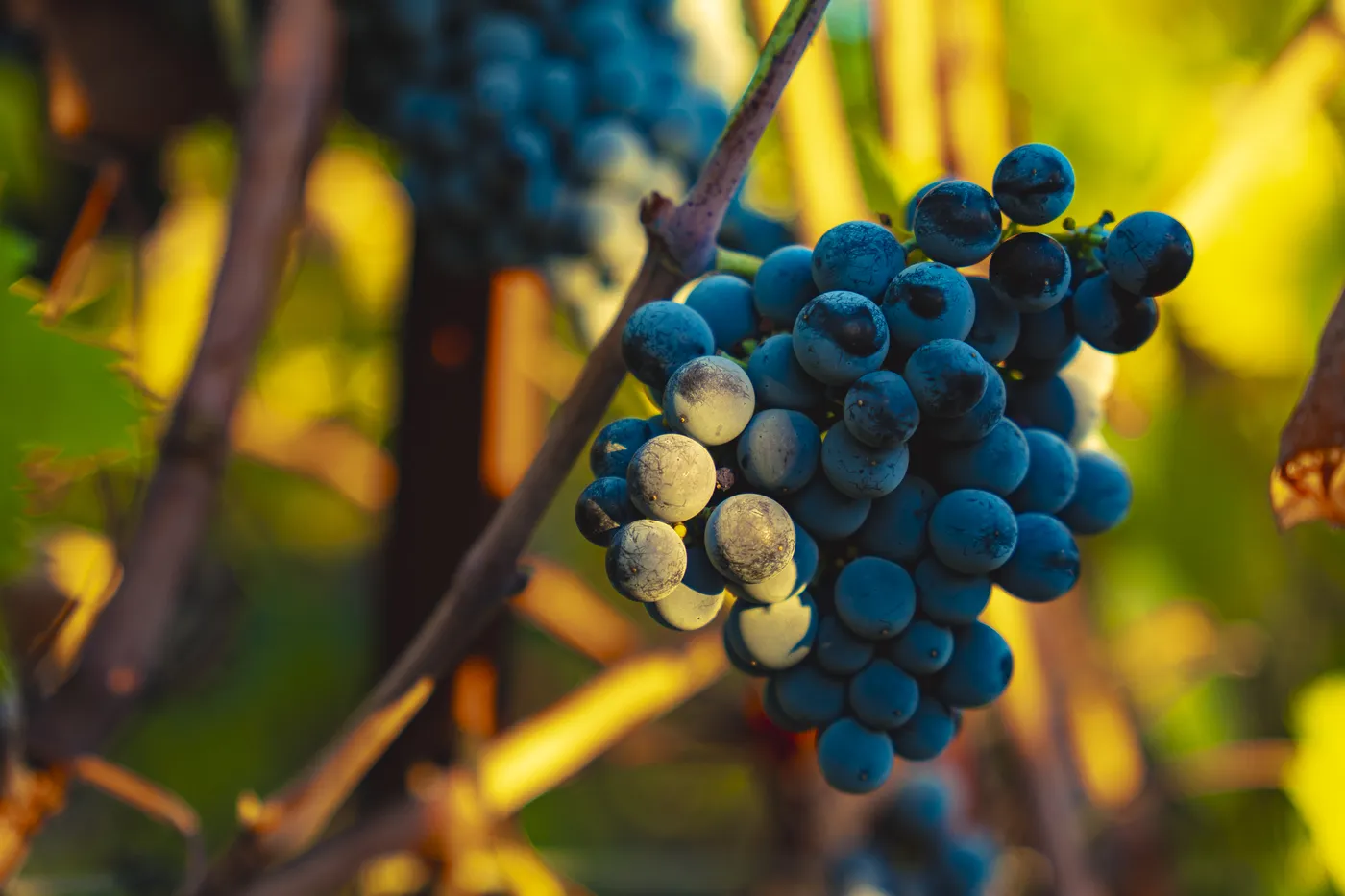 Vendanges 2026 à la Maison Blanc Senthille — photo 8