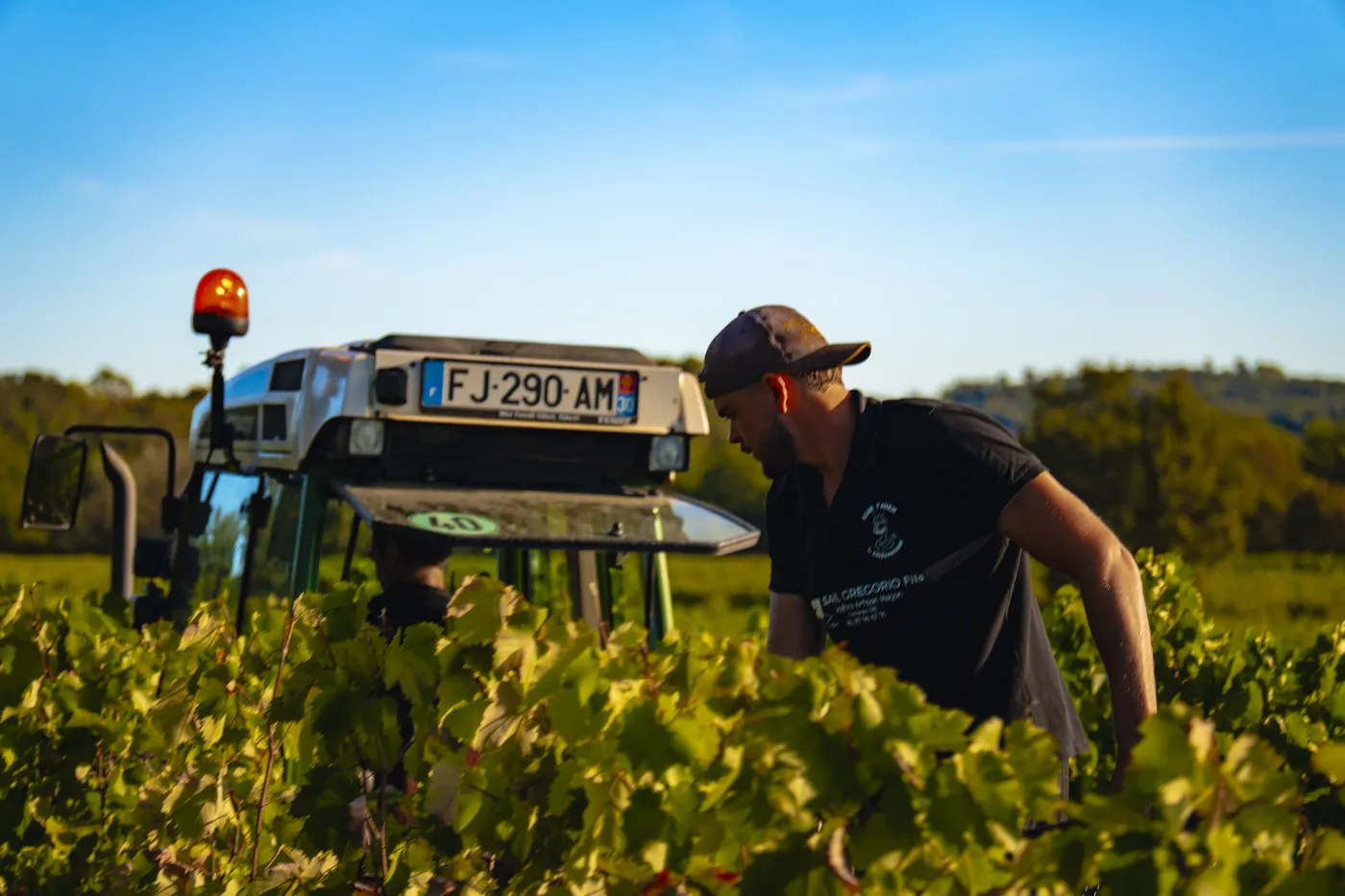 Vendanges 2026 à la Maison Blanc Senthille — photo 3
