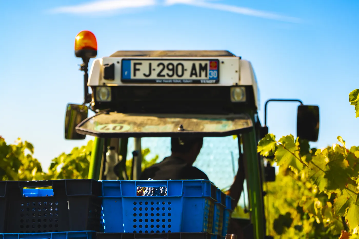 Vendanges 2026 à la Maison Blanc Senthille — photo 4