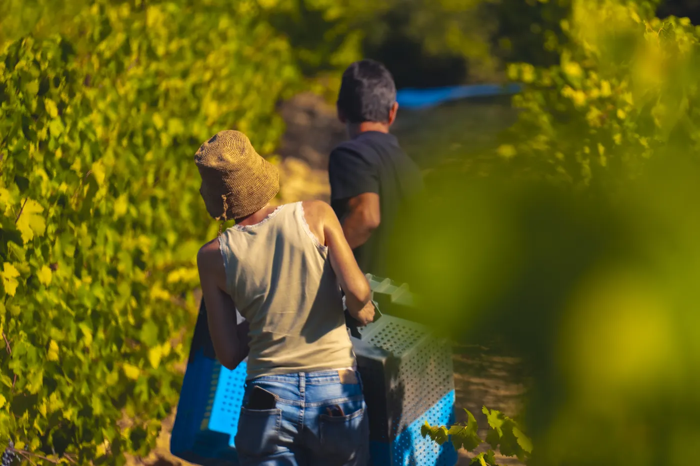 Vendanges 2026 à la Maison Blanc Senthille — photo 11