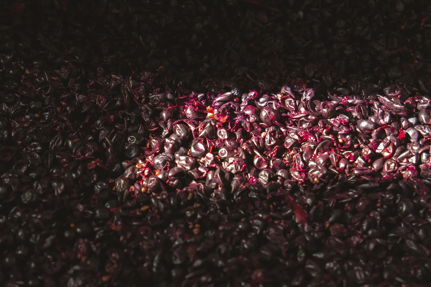 Vendanges 2026 à la Maison Blanc Senthille — photo 6